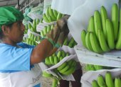 Entre enero y julio de 2025, las exportaciones de banano de Ecuador alcanzaron 227.72 millones de cajas