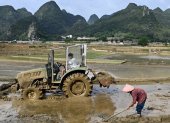 Los agricultores trabajan en un campo de arroz en las afueras de Xingyi, en la provincia de Guizhou, en el suroeste de China, el 29 de septiembre de 2025.