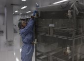 Planta. Una persona supervisa la cría de mosquitos Aedes aegypti en un laboratorio de la empresa de biotecnología británica Oxitec.