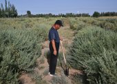 Esta fotografía, tomada el 12 de agosto de 2025, muestra a un hombre de pie con una pala en un campo de cistanche en la región norteña de Mongolia Interior.