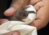 Los murciélagos se comunican a través de sonidos imperceptibles para el oído humano