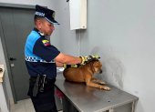 Un perro lesionado fue rescatado por personal de Segura EP, tras una alerta ciudadana, en la avenida Isidro Ayora.