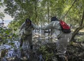 Un voluntario de la ONG Guardianes del Mar recoge residuos entre manglares en la Bahía de Guanabara el 16 de octubre de 2025,Río de Janeiro (Brasil).