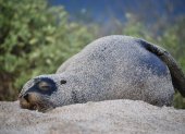 Lobo. El lobo marino (zalophus wollebaeki), especie emblemática de Galápagos, está en peligro de extinción.