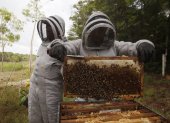 Una persona saca miel de un panal de abejas.