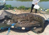 El cocodrilo fue primero puesto en malla hasta la llegada de las autoridades.