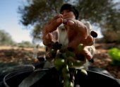 Imagen de una mujer palestina que recoge aceitunas en un campo.