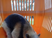 Oso Hormiguero rescatado en La Aurora