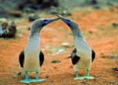 Los piqueros de patas azules que hay en las Islas Galápagos.