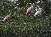 El manglar es ecosistema diverso, cuya totalidad de especies se mantiene sin calcular.