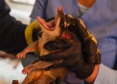 Las zarigüeyas son animales silvestres que llegan a la ciudad en busca de comida y refugio. Tras alertas ciudadanas, personal de Segura EP los rescatan para devolverlos a su hábitat.