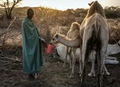 El pastor samburu Naimalu Lentaka, ofrece leche a una cría de camello después de ordeñar camellos al amanecer cerca de Sereolipi, el 29 de septiembre de 2025.