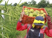 La pitahaya es uno de los productos ecuatorianos que ingresará a Estados Unidos sin pagar aranceles recíprocos.