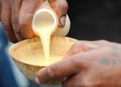 La ESPOL estudia el valor nutricional y cultural de bebidas fermentadas como la chicha de yuca y la chicha de chonta, pilares de la alimentación indígena amazónica.
