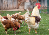 La influenza aviar es una infección provocada por virus de tipo A que impacta sobre todo a pollos, pavos y otras aves de corral.