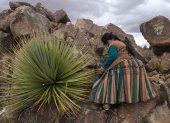 Planta. Una mujer camina cerca de ejemplares de puyas raimondii.