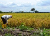 Los datos revelan que el arroz se mantiene como el cultivo predominante, seguido del cacao.