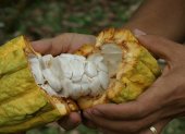 Entre los productos que dejaron de estar sujetos a aranceles recíprocos están el café, cacao, piñas, mangos, pitahaya, banano, palmito y flores.