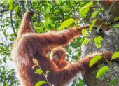 Los orangutanes poseen una "enciclopedia cultural" para saber comer cuando se independizan.