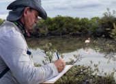 Un guardaparque realiza el conteo de flamingos en una de las lagunas de Galápagos durante el censo 2025, que confirmó la estabilidad de esta especie emblemática.