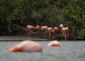Aves. Los flamingos son una especie emblema del archipiélago.