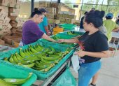 La exportación de plátano con sello AFC significa ingresos aproximados por $16.200.