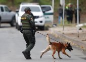 Un policía inspecciona con un perro en el lugar donde un artefacto explosivo acabó con la vida de dos policías este martes, en Cali (Colombia).