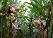 Una investigación de la UTPL analiza los efectos celulares y genéticos de plaguicidas y fertilizantes utilizados en el cultivo de maíz en Ecuador.