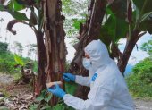 Experto toma muestra a una planta de banano para saber si tiene Fusarium R4T.