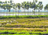 Cultivos. El cambio climático causa, con frecuencia, sequías en Ecuador y afecta los cultivos.