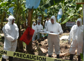 Los protocolos de bioseguridad que se llevan en la zona donde hay Fusarium Raza 4 Tropical, un ensayo antes de que llegue el hongo.