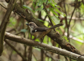 A solo una hora de Cuenca, Yunguilla ofrece avistamiento de aves endémicas en bosque montano seco