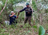 Guardaparques sembraron 400 plántulas de Scalesia en la isla Isabela.