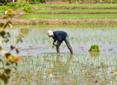 Un agricultor siembra arroz en su finca, en Santa Lucía.