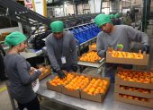 En el 2025 Ecuador exportó por primera vez mandarinas.
