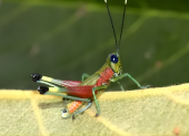 Investigadores descubrieron un nuevo saltamontes de colores llamativos hallado en Morona Santiago,