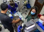 El equipo veterinario del Zoológico de Quito está a cargo de los exámenes y atención de Yurak, el cóndor juvenil rescatado en un área protegida.
