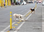 Dejar que las mascotas deambulen libremente por las calles es una de las causas de extravío y corren el riesgo de que las atropellen.