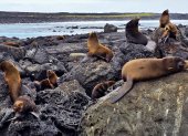 Parque. El Parque Nacional Galápagos ha sido reconocido internacionalmente por su modelo de conservación regenerativo que mantiene vigente a sus especies.