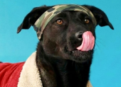 La Unidad de Bienestar Animal (UBA) impulsa esta iniciativa con ferias de adopción y atención en sus centros.
