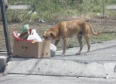 Los animales de calle están evidentemente desnutridos y deshidratados.