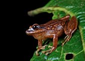 Andes. Las especies fueron halladas en los bosques de bambú.