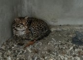 El ocelote (también llamado "tigrillo), enjaulado en una vivienda en Pascuales.