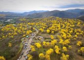 El florecimiento de los guayacanes cubre de amarillo el bosque.