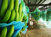 La producción de banano en Ecuador.