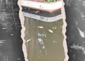 Varios peces fueron hallados muertos en la laguna de los Jardines del Malecón 2000, en el centro de Guayaquil.