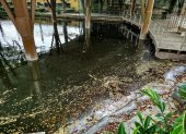 En la laguna del Malecón 2000 se evidenciaron desechos plásticos la mañana del martes 20 de enero.