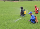 Agricultores trabajando en un cultivo de arroz en Daule.