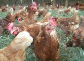 El sector avícola sacrifica 2 millones de gallinas ponedoras.