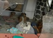Tras el ataque vandálico, el refugio quedó con vidrios rotos y varios perros resultaron heridos; los animales fueron encontrados asustados y recibieron atención veterinaria inmediata.
